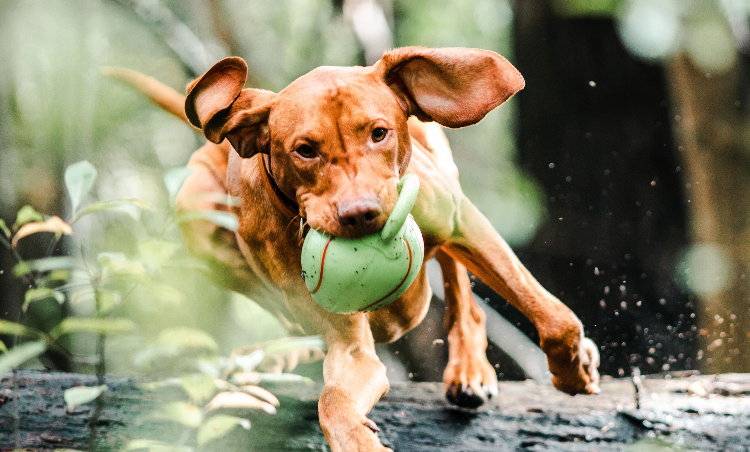 Brown dog running through water with a toy in its mouth